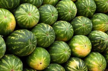 Organic Water Melon (तरबूज) 1 piece 1kg-1.5kg